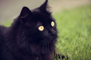 A long haired cat with black fur and yellow eyes